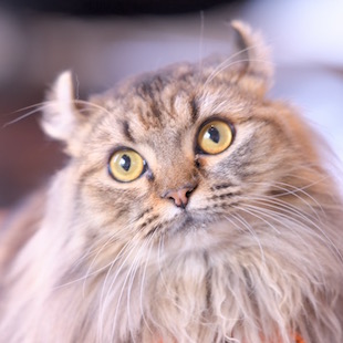 渋谷センター街店 すみれ